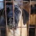 South Korea passes law banning dog meat trade