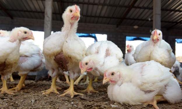Bird flu outbreak declared in Niger capital