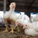 Bird flu outbreak declared in Niger capital