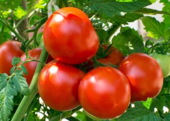 A tomato is technically a fruit – Dr. Kusi Amoah