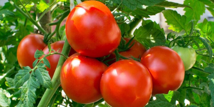 A tomato is technically a fruit – Dr. Kusi Amoah