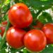 A tomato is technically a fruit – Dr. Kusi Amoah
