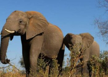 Elephant tramples tour guide to death in South Africa