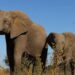Elephant tramples tour guide to death in South Africa