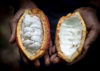 Cocoa prices at record high after drought hits harvests
