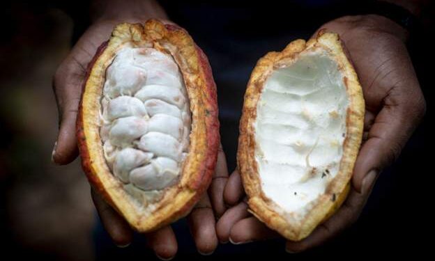 Cocoa prices at record high after drought hits harvests