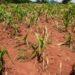 Malawi declares state of disaster over severe drought