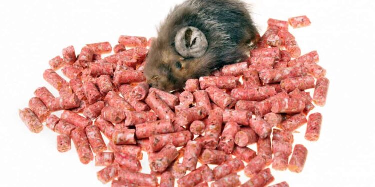 Alarming rise' in child food poisoning in South Africa