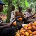 COCOBOD increases farmgate prices for cocoa beans by 58.26%