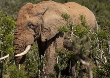 Elephant kills 80-year-old US tourist in Zambia