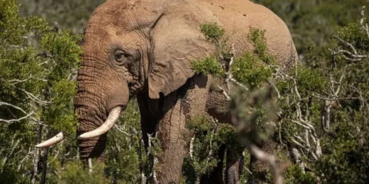 Elephant kills 80-year-old US tourist in Zambia