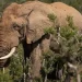 Elephant kills 80-year-old US tourist in Zambia