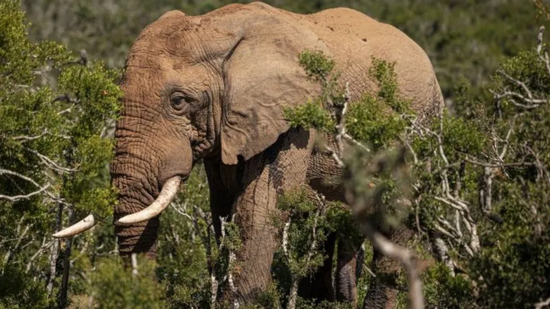 Elephant kills 80-year-old US tourist in Zambia