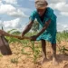 Zimbabwe's President Mnangagwa declares national disaster over drought