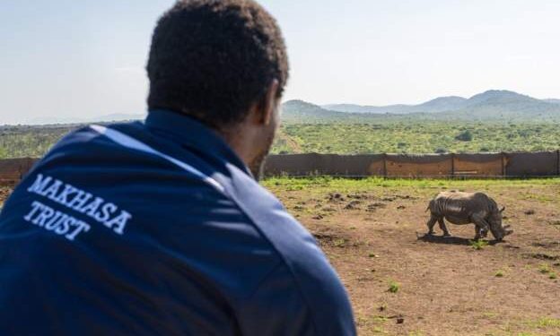 Dozens of rescued rhinos freed from South Africa farm