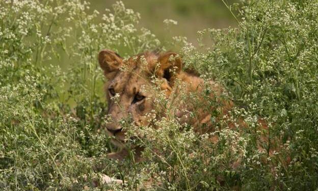 Nairobians urged to be vigilant of roaming lions