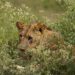 Nairobians urged to be vigilant of roaming lions