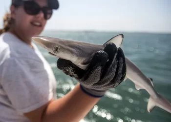 Sharks off Brazil coast test positive for cocaine