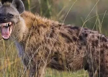Escaped hyena causes panic in Nigerian city