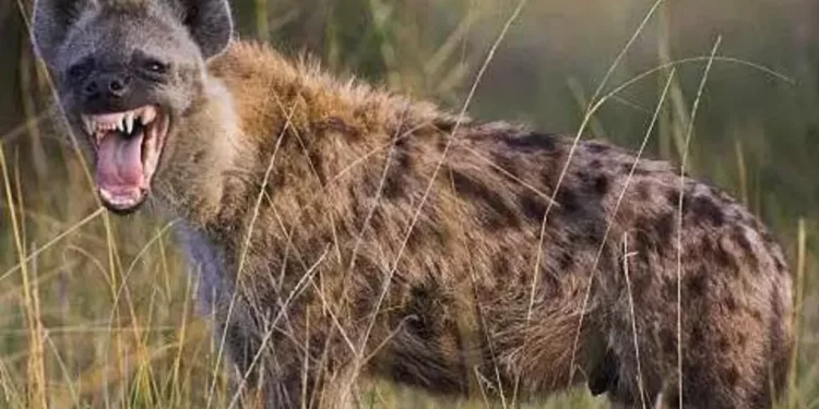 Escaped hyena causes panic in Nigerian city