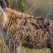 Escaped hyena causes panic in Nigerian city