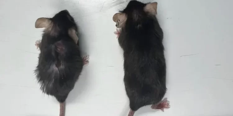 'Supermodel granny' drug extends life in animals