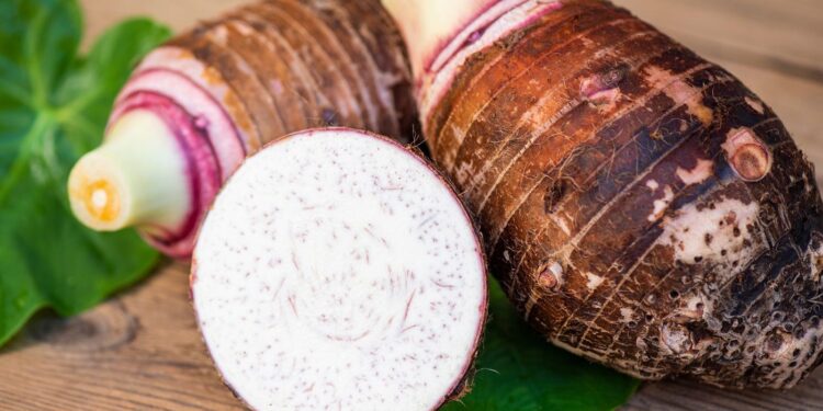 Project to Revive Taro Production in Ghana launched at UCC