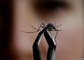 Death in Brazil: What is Oropouche fever?