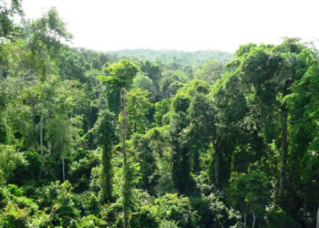 The Minister for Lands and Natural Resources, Samuel Abu Jinapor, has confirmed that 262 acres of the Achimota Forest will be returned to its original custodians, the Owoo family.