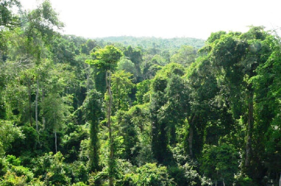 The Minister for Lands and Natural Resources, Samuel Abu Jinapor, has confirmed that 262 acres of the Achimota Forest will be returned to its original custodians, the Owoo family.