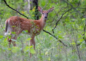 The closed hunting season for this year has officially been launched in Mankessim, Central Region, with a firm warning to hunters to allow wildlife species in Ghana's forests to breed.