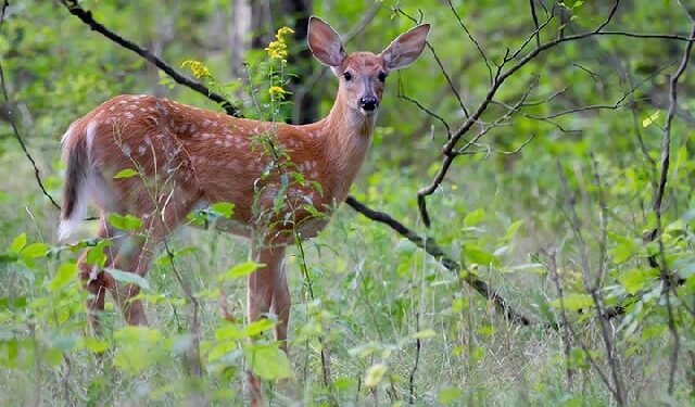 The closed hunting season for this year has officially been launched in Mankessim, Central Region, with a firm warning to hunters to allow wildlife species in Ghana's forests to breed.