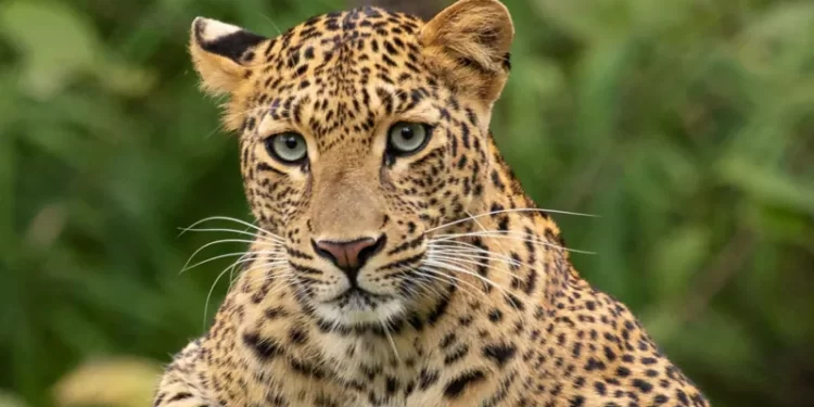 Leopard attacks men at South Africa air force base