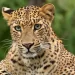 Leopard attacks men at South Africa air force base