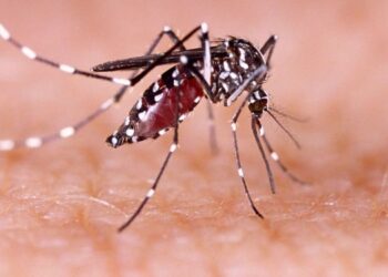 MoFA advocates monetary reparations for farmers affected by dengue fever