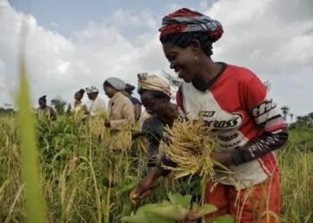 The Executive Director of the Peasant Farmers Association of Ghana (PFAG), Bismark Tetteh, has criticized government's decision to ban the export of key grains, calling it premature and lacking proper stakeholder consultation.