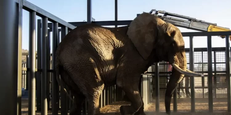 South Africa's last zoo elephant freed after 40 years