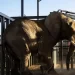 South Africa's last zoo elephant freed after 40 years