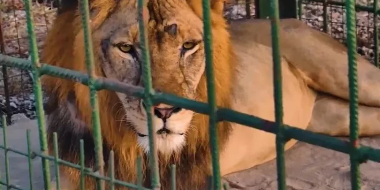 Tanzanian president names 'troublesome' lion after rival