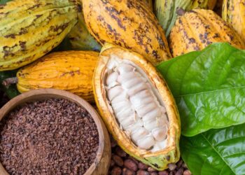 COCOBOD Invests GH₵1 Billion in Cocoa Farm Rehabilitation to Boost Production
