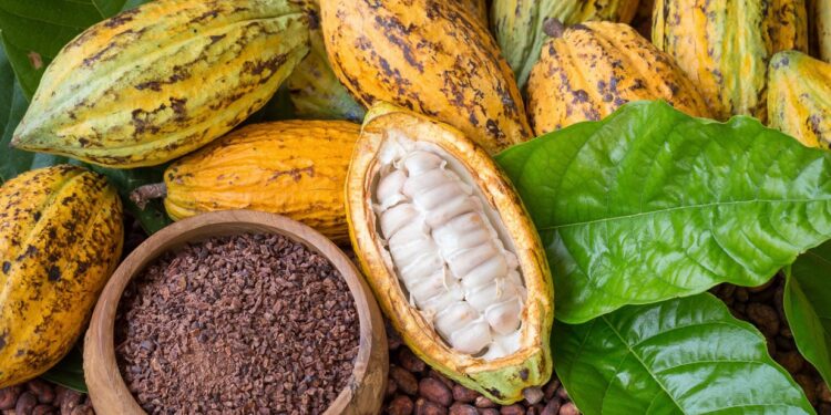 COCOBOD Invests GH₵1 Billion in Cocoa Farm Rehabilitation to Boost Production