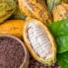 COCOBOD Invests GH₵1 Billion in Cocoa Farm Rehabilitation to Boost Production