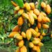 Gov't increases cocoa prices to GH¢48,000 per tonne