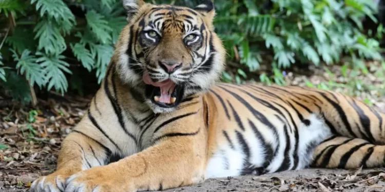 Handler attacked by tiger at Australian theme park