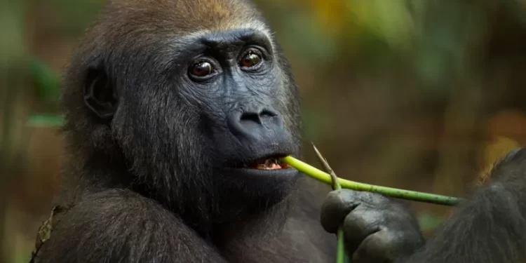 Self-medicating gorillas may hold new drugs clues