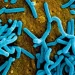 Rwanda limits funeral sizes due to Marburg virus outbreak