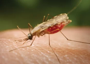 Public-Private partnership crucial for Ghana's Malaria Elimination, experts say