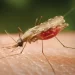 Public-Private partnership crucial for Ghana's Malaria Elimination, experts say