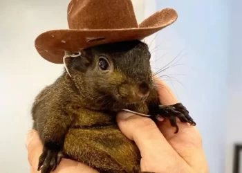 Instagram-famous squirrel seized by US authorities