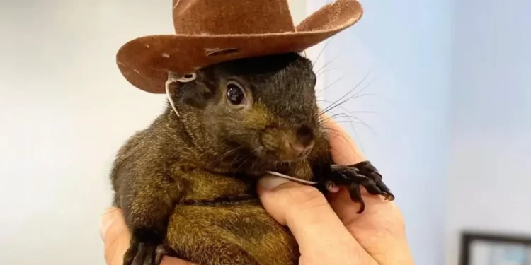 Instagram-famous squirrel seized by US authorities